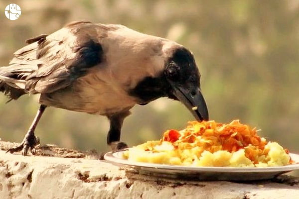 Pitru Paksha 2021 – श्राद्ध पक्ष का महत्व,जानिए कैसे करें श्राद्ध और कैसे मिलेगी पितृ ऋण से मुक्ति